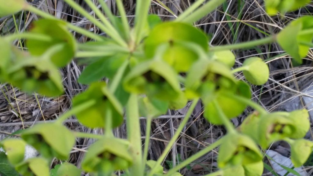 Euphorbia characias L.  (Euphorbiaceae)